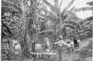 Peasant Banana Cultivation