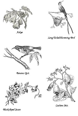 bird-sketches1